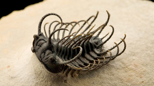 trilobite